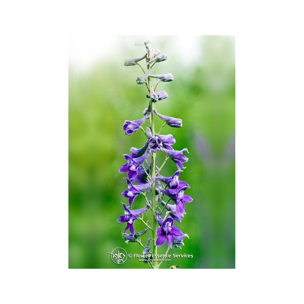 FES Californian Single Essence - Tall Mt. Larkspur (Delphinium glaucum) 7.4 ml