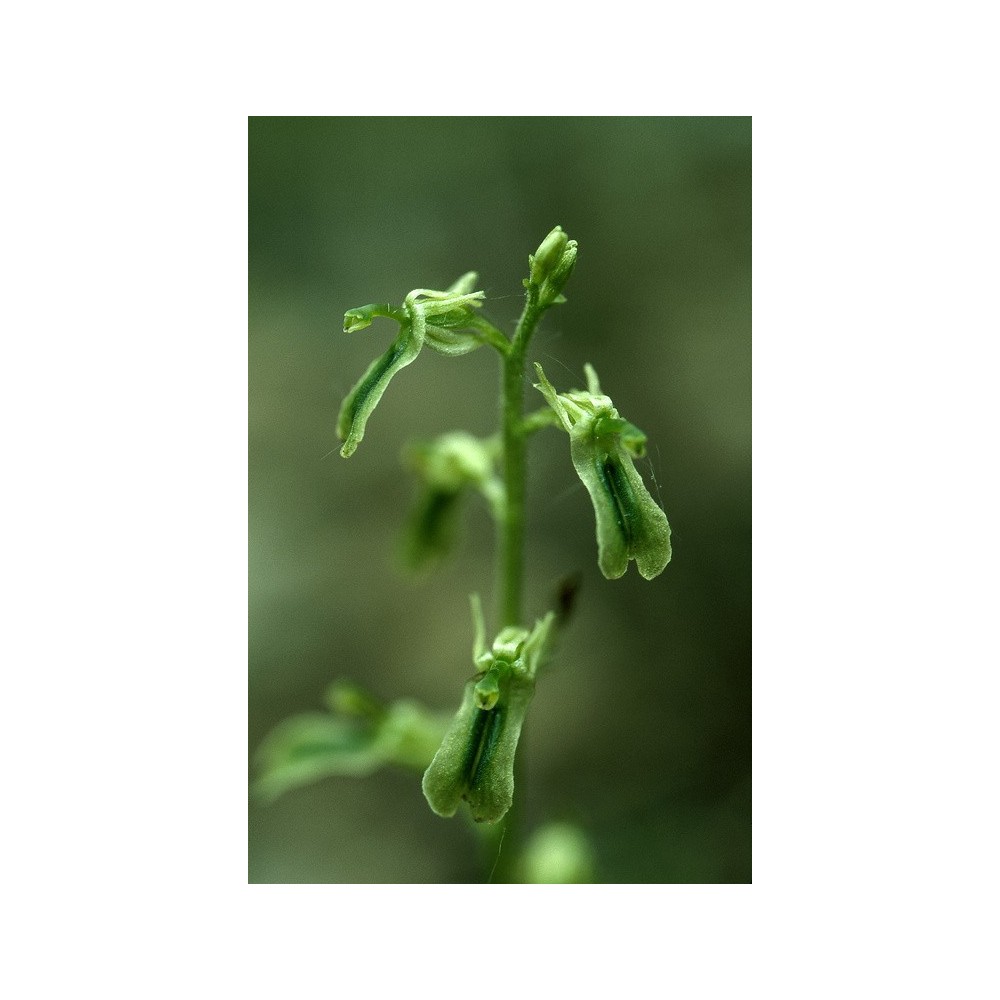 Esencia única de Alaska - Northern Twayblade (Listera borealis) 7,4 ml