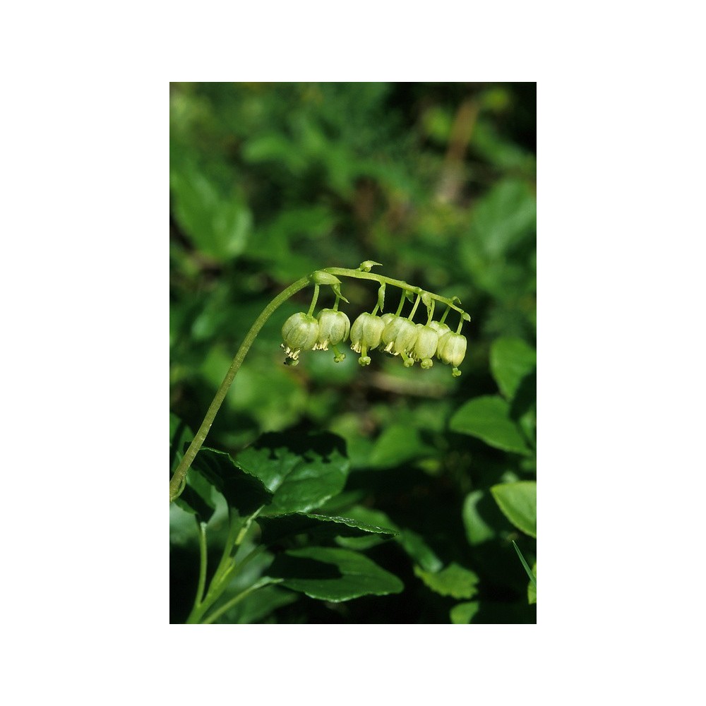 Essenza Singola dell'Alaska - One-sided Wintergreen (Pyrola secunda) 7,4 ml