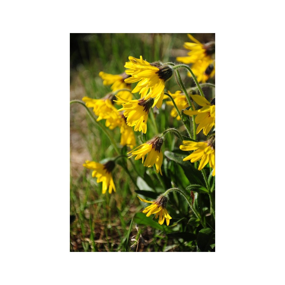 Essenza Singola dell'Alaska - Alpine Arnica (Arnica alpina) 7,4 ml