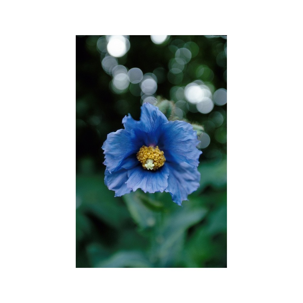 Essenza Singola dell'Alaska - Blue Poppy (Meconopsis grandis) 7,4 ml