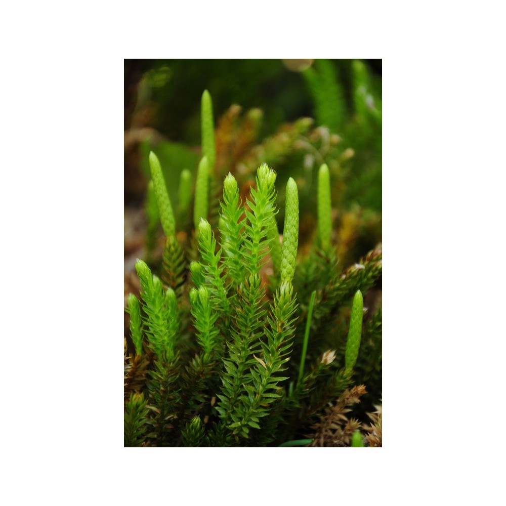 Esencia única de Alaska - Club Moss (Lycopodium annotinum) 7,4 ml