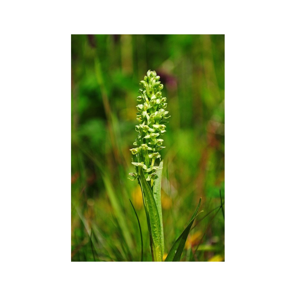 Esencia única de Alaska - Orquídea Verde del Norte (Platanthera hyperborea) 7,4 ml