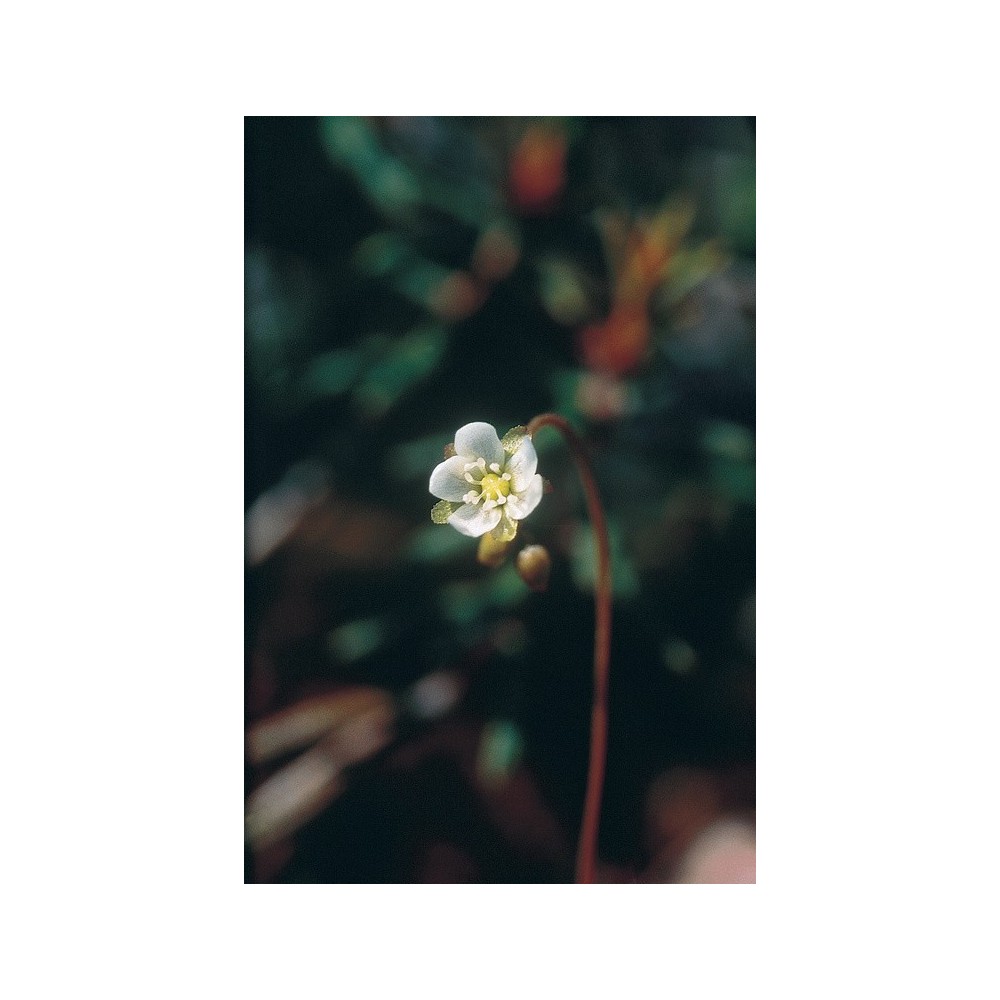 Essenza Singola dell'Alaska - Round-Leaved Sundew (Drosera rotundifolia) 7,4 ml