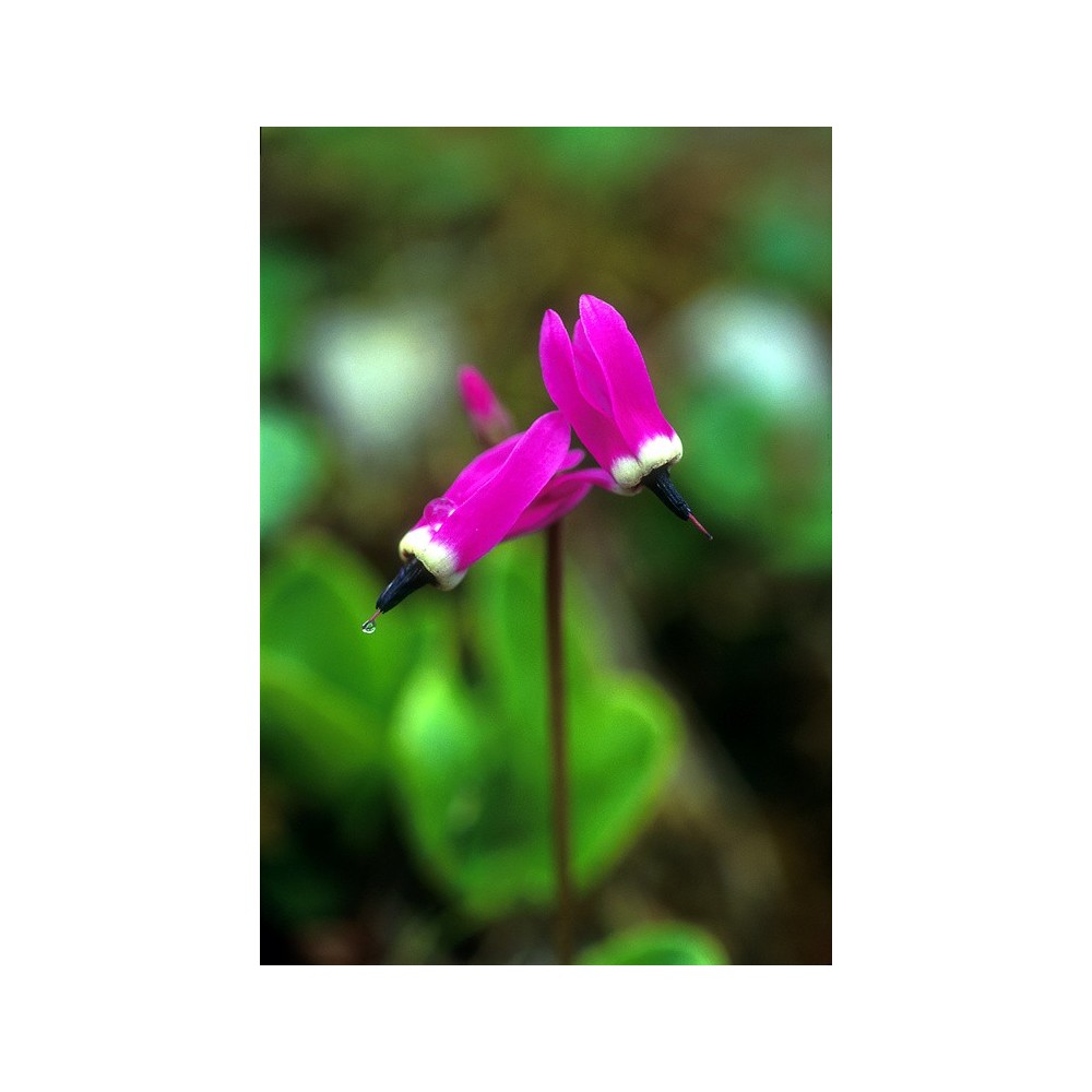 Essenza Singola dell'Alaska - Shooting Star (Dodecatheon frigidum) 7,4 ml