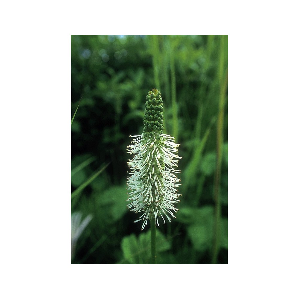 Alaska Single Essence - Sitka Burnet (Sanguisorba stipulata) 7.4 ml