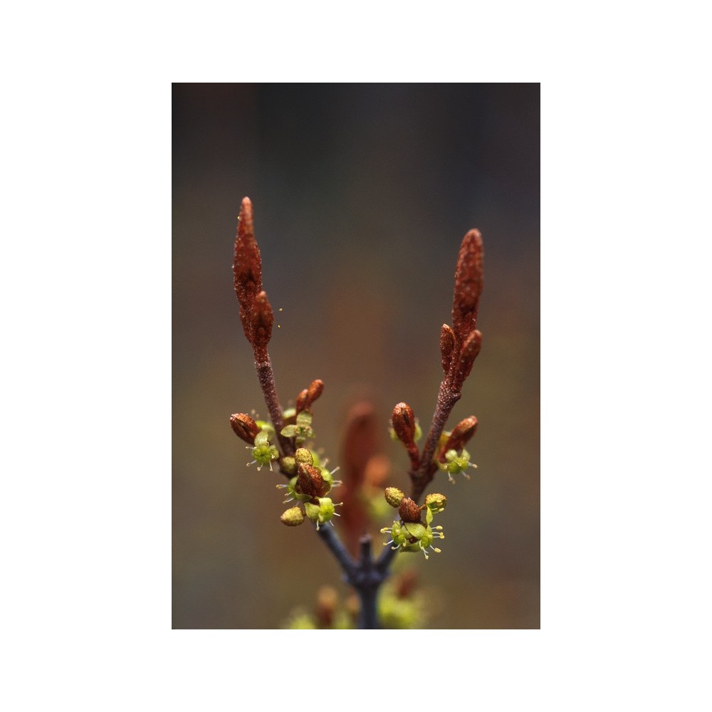 Esencia única de Alaska - Jaboncillo (Sheperdia canadensis) 7,4 ml