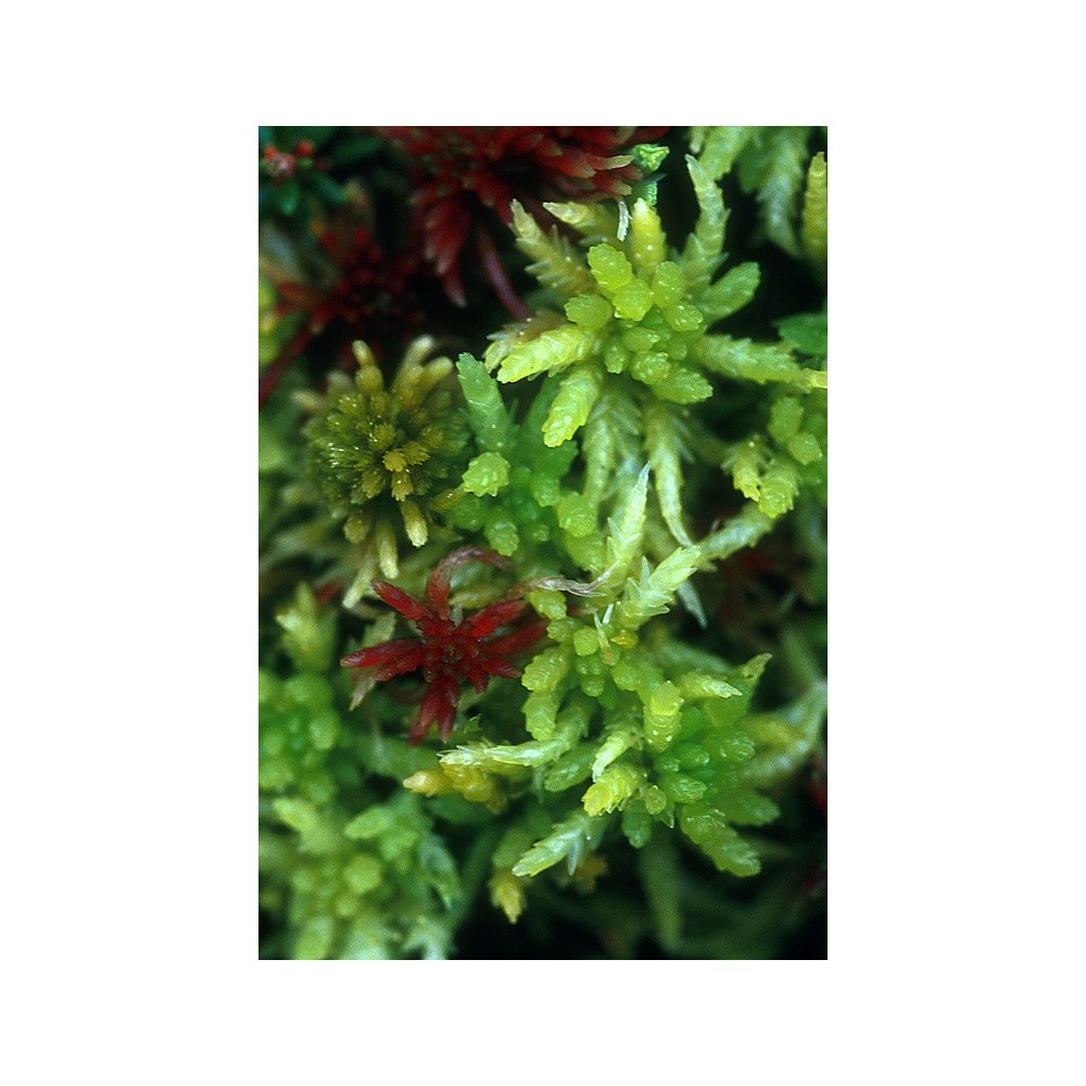 Essenza Singola dell'Alaska - Sphagnum Moss (Sphagnum sp.) 7,4 ml