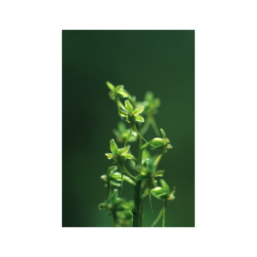 Essenza Singola dell'Alaska - Tundra Twayblade (Listera cordata) 7,4 ml