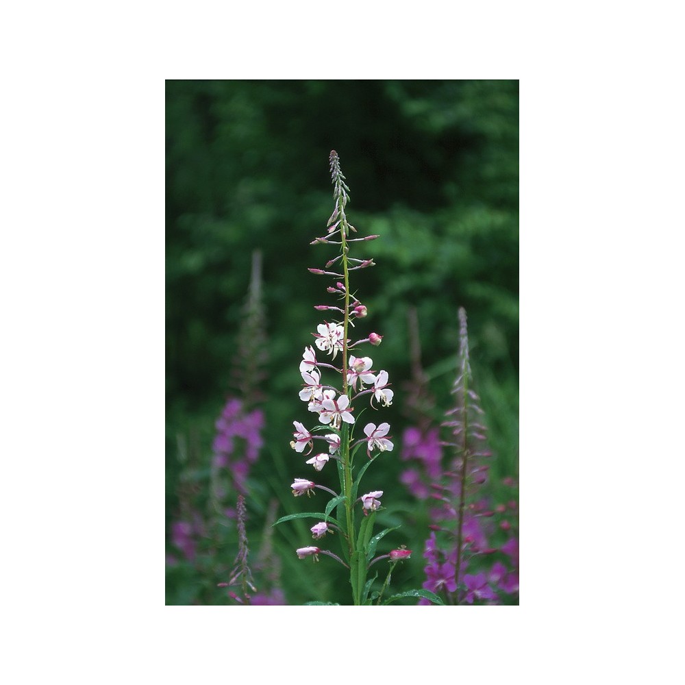 Esencia única de Alaska - Fireweed blanco (Epilobium angustifolium) 7,4 ml