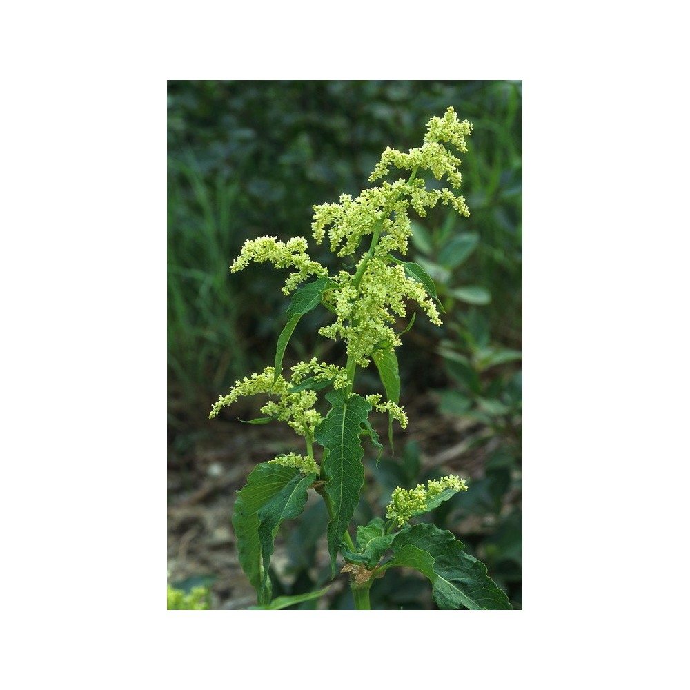 Essenza Singola dell'Alaska - Wild Rhubarb (Polygonum alaskanum) 7,4 ml