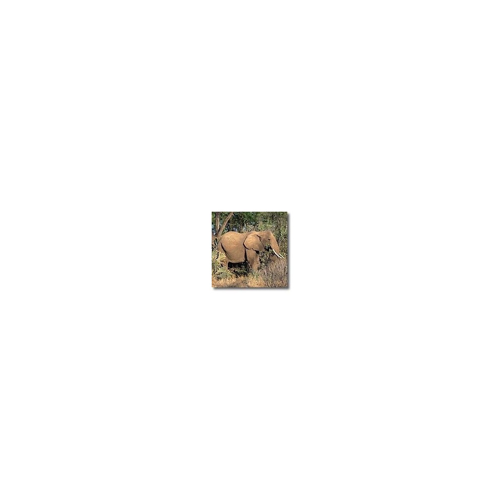 Korte esencias animales - Elefante 15 ml