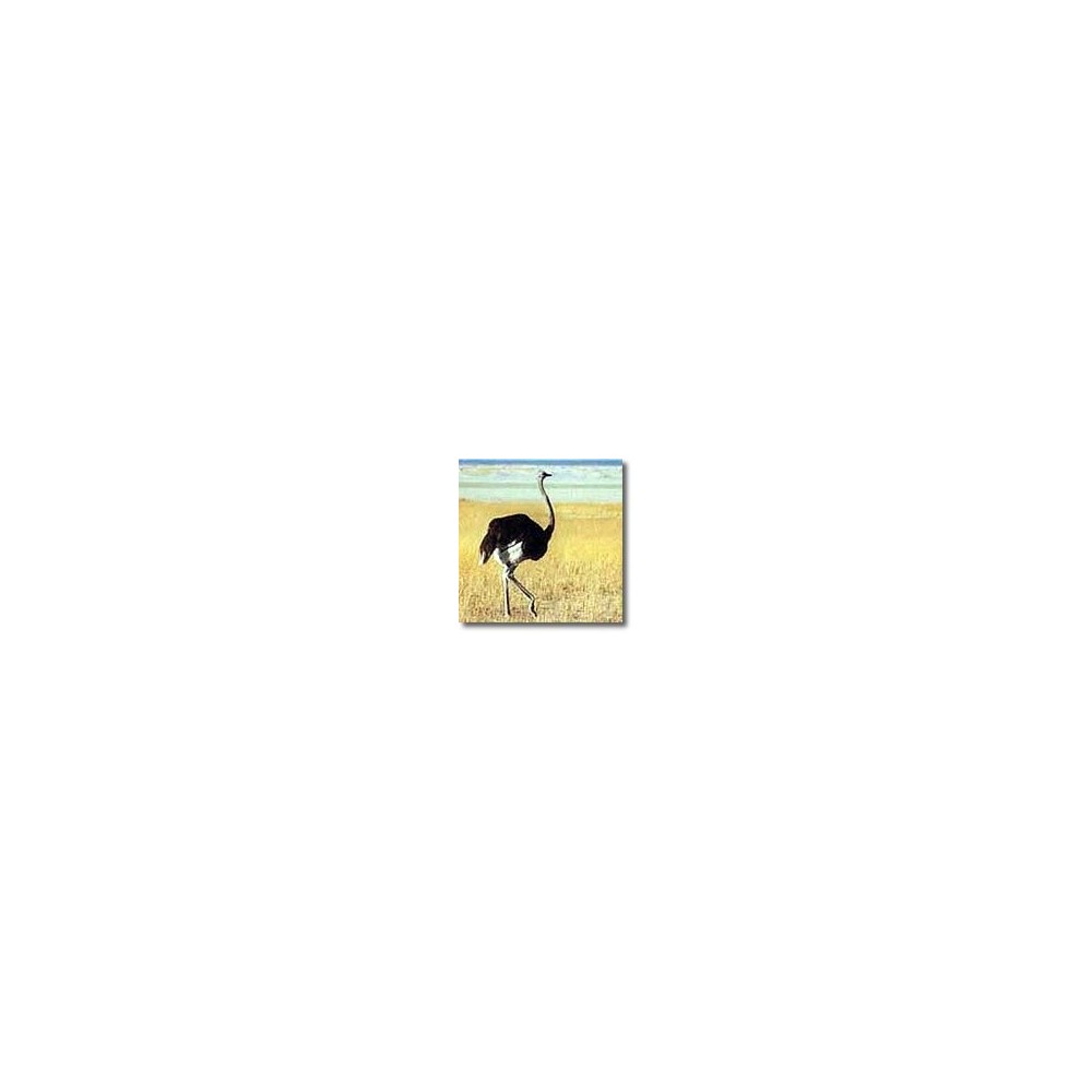 Korte animal essences - Ostrich 15 ml