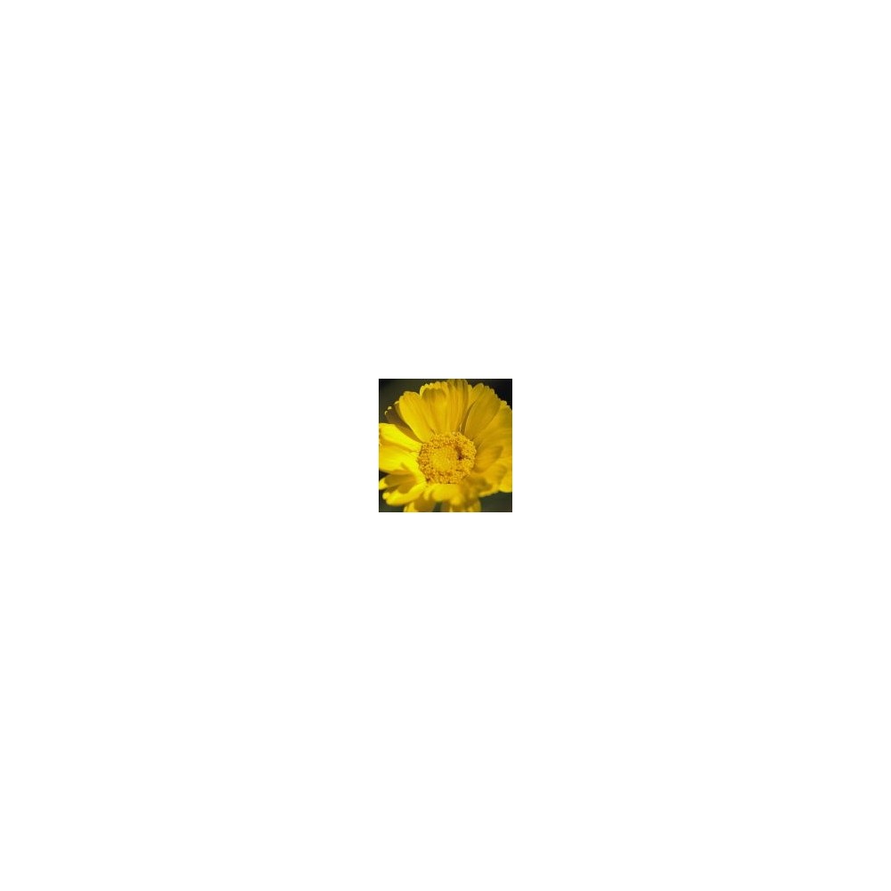 Arizona Desert Single Essence - Desert Marigold (Baileya multiradiata) 10 ml