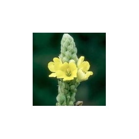 Esencia única del Desierto de Arizona - Gordolobo (Verbascum thapsus) 10 ml