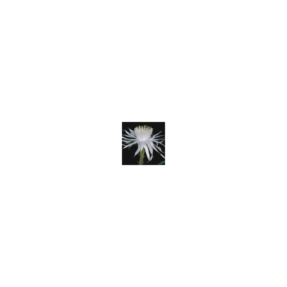 Esencia Única del Desierto de Arizona - Reina de la Noche (Cereus greggii) 10 ml