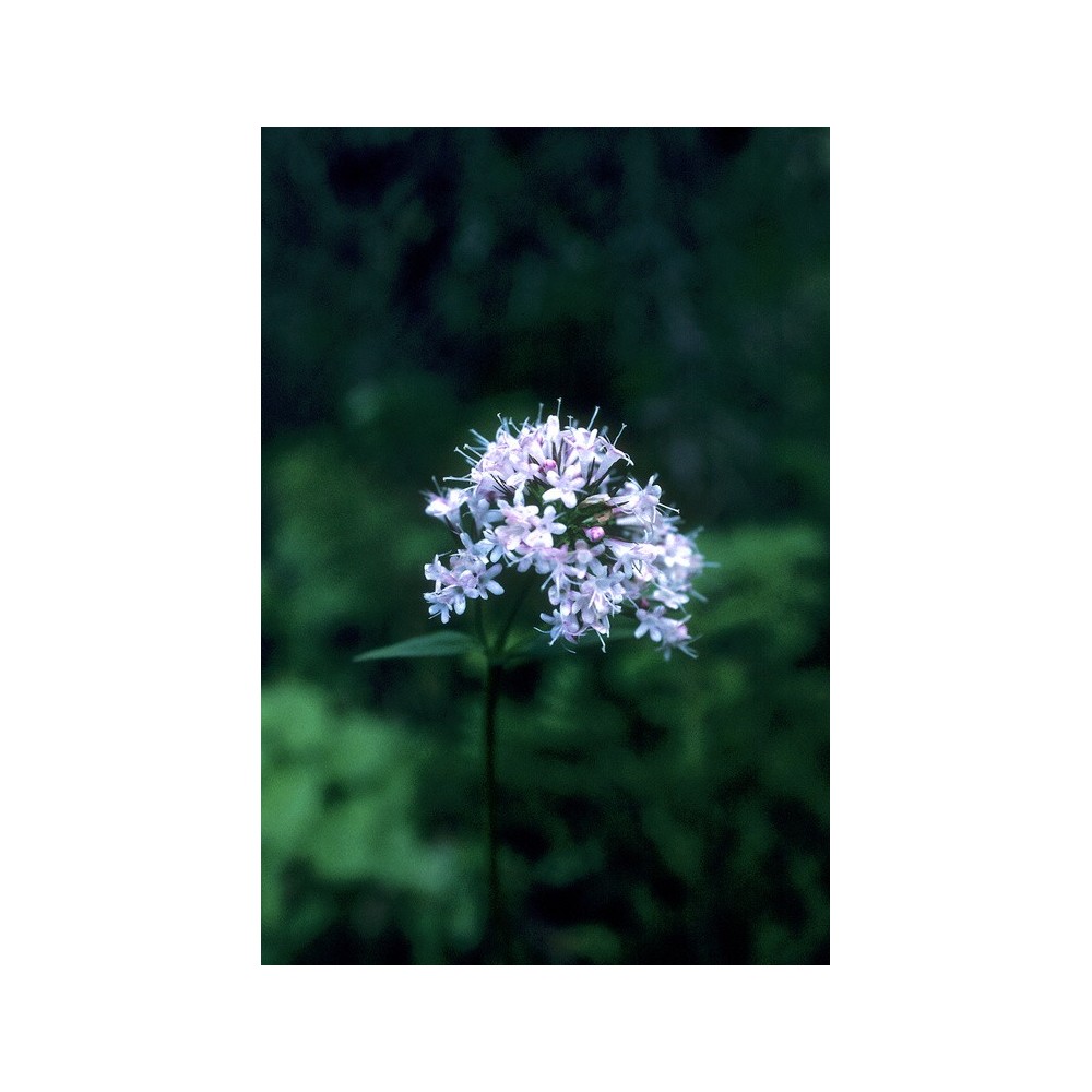 Essenza Singola dell'Alaska - Valerian (Valeriana officinalis) 7,4 ml