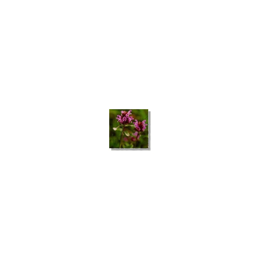 Korte Wildblumenessenz – Selbstheilung (Prunella) 15 ml