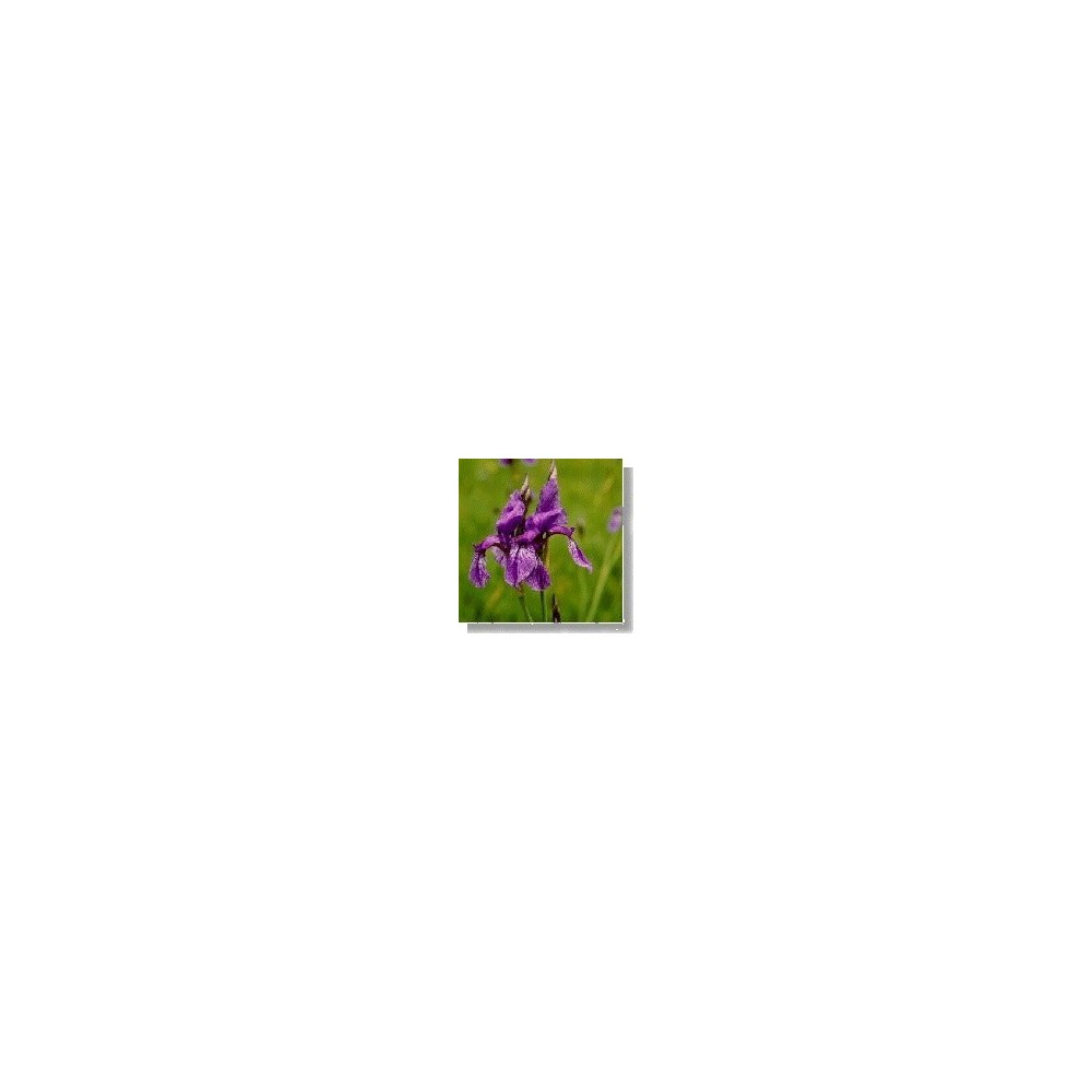 Korte Essence de fleurs sauvages - Iris (Iris) 15 ml