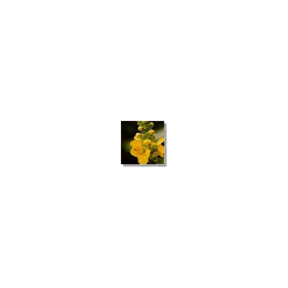 Essenza di fiori selvatici Korte - Mullein (Verbasco) 15 ml