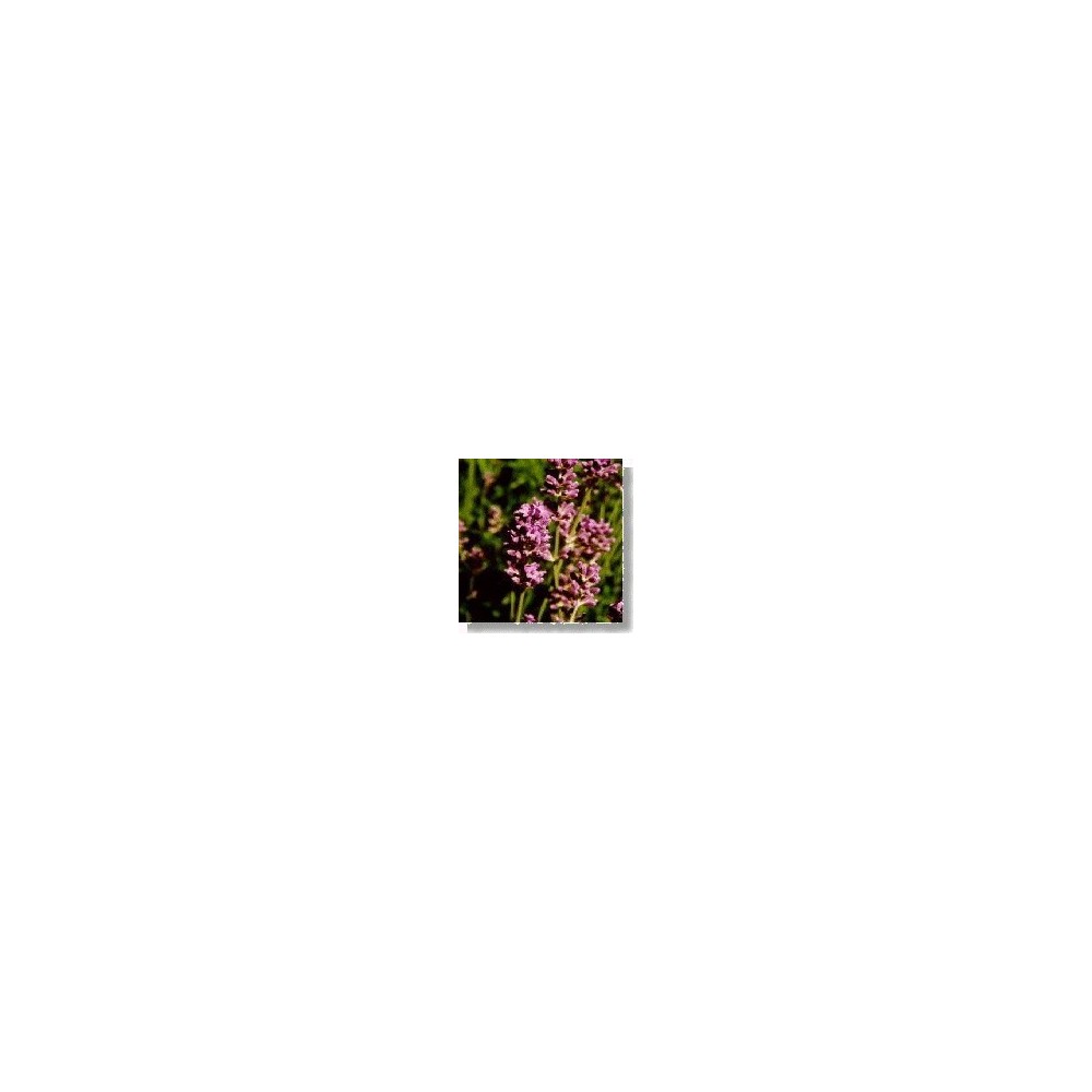 Korte Wildblumenessenz - Lavendel (Lavendel) 15 ml