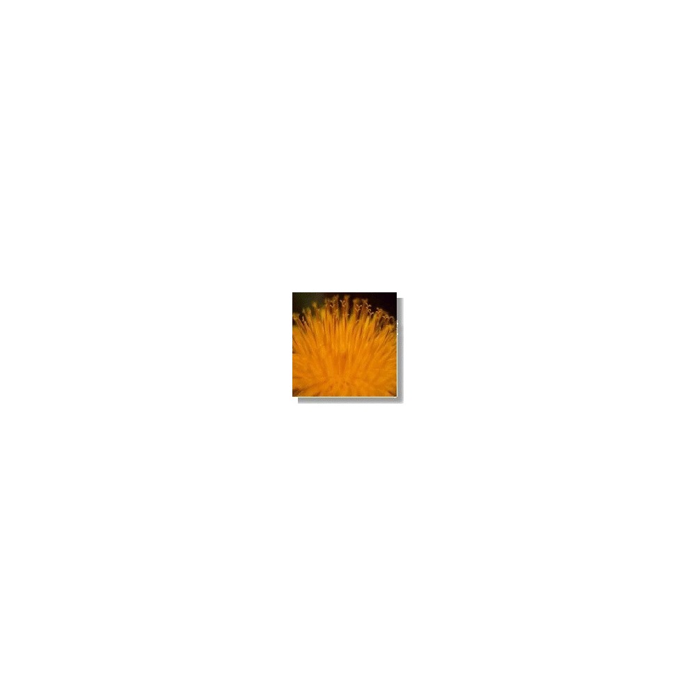 Essenza di fiori selvatici Korte - Dandelion (Tarassaco) 15 ml