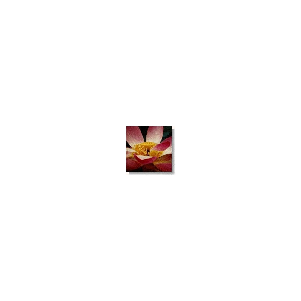 Korte Wildblumenessenz - Lotus (Lotusblume) 15 ml