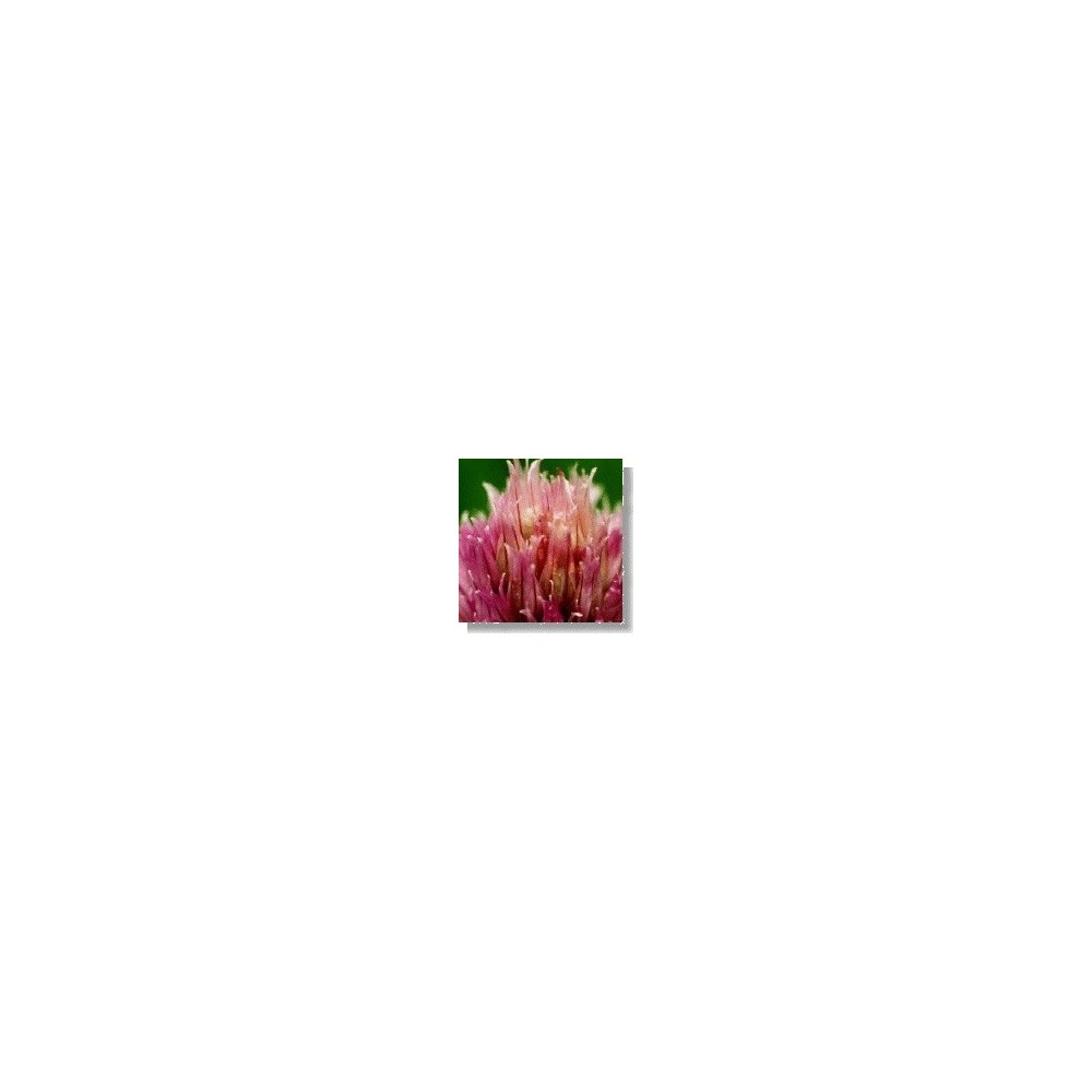 Korte Wildblumenessenz – Wiesenknoblauch (Feldknoblauch) 15 ml