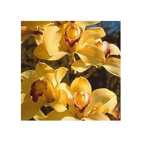 Korte Orchideenessenz –...