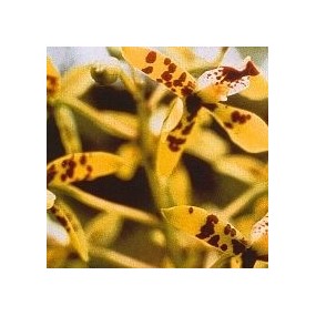 Korte Orchideenessenz - Deva Orchidee 15 ml