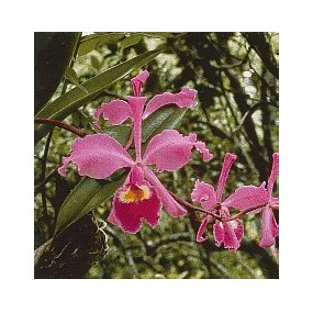 Korte Orchideenessenz –...