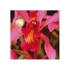 Korte Orchideenessenz –...