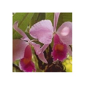 Korte Orchideenessenz –...