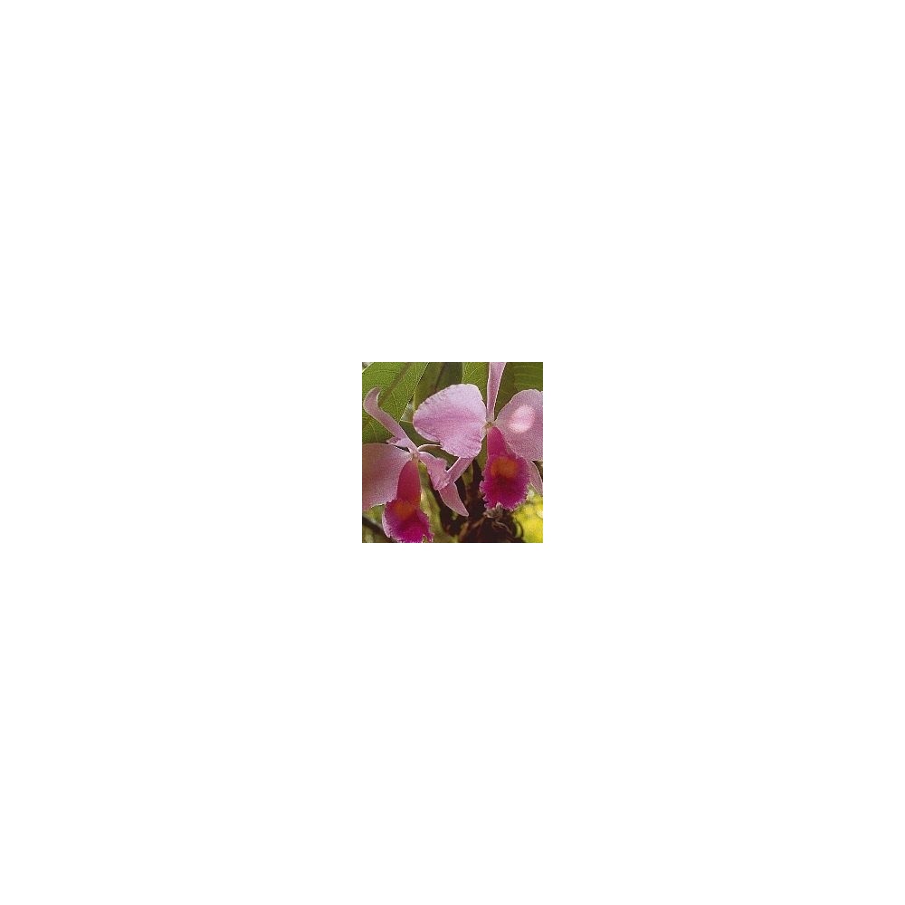 Korte Orchideenessenz – Inspiration Orchidee 15 ml