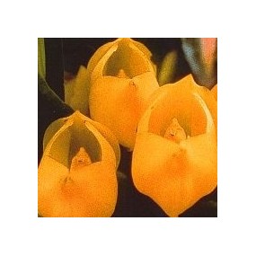 Korte Orchideenessenz -...