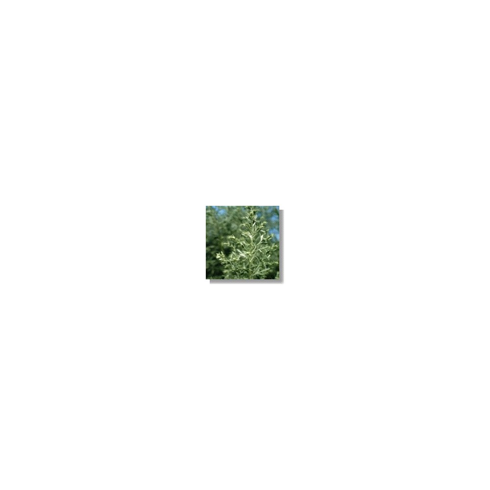 Essenze africane Korte - Artemisia 15 ml