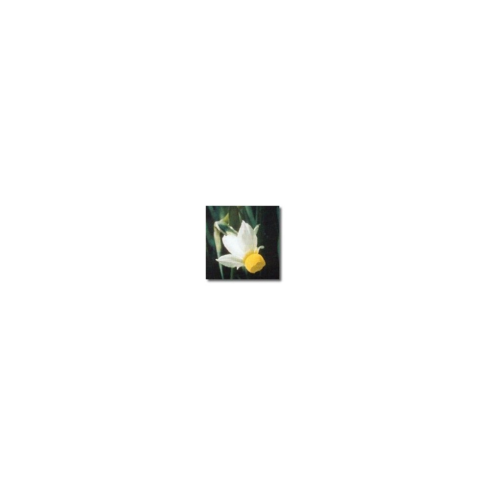 Essenze africane Korte - Petticoat Daffodil 15 ml