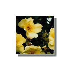 Korte rose essences - Spring Gold (Rosa spinosissima) 15 ml