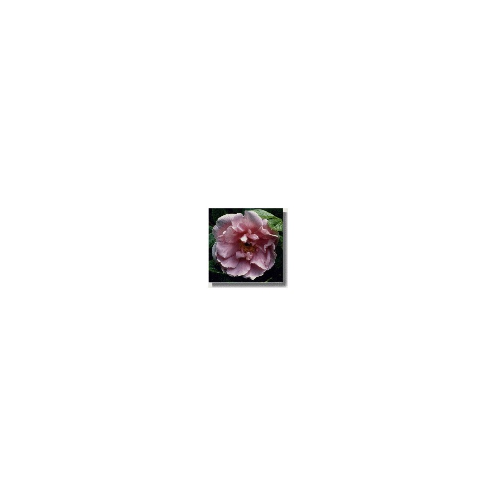 Esencias de rosas cortas - Sara Van Fleet Hybrid (Rose rugueuse) 15 ml