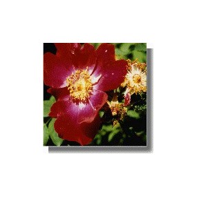 Korte rose essences - Tibetan Rock Rose (Rosa moyesii) 15 ml