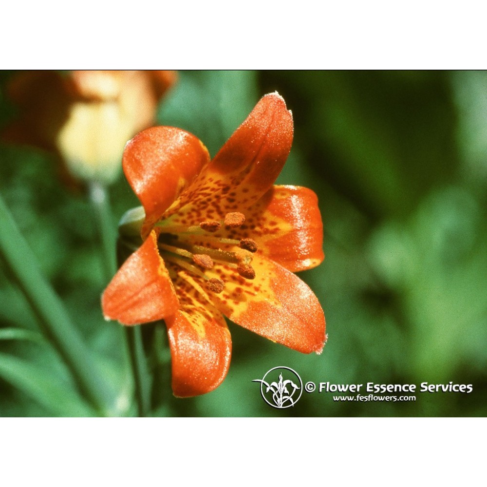 Essence unique californienne FES - Lys alpin (Lilium parvum) 7,4 ml