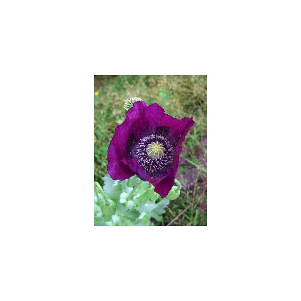 Essenza Singola dell'Alaska - Purple Poppy (Papaver somniferum) 7,4 ml