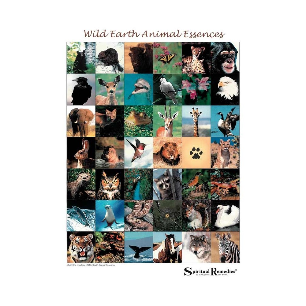 Flower Therapy Poster - Wild Earth Animal Essences