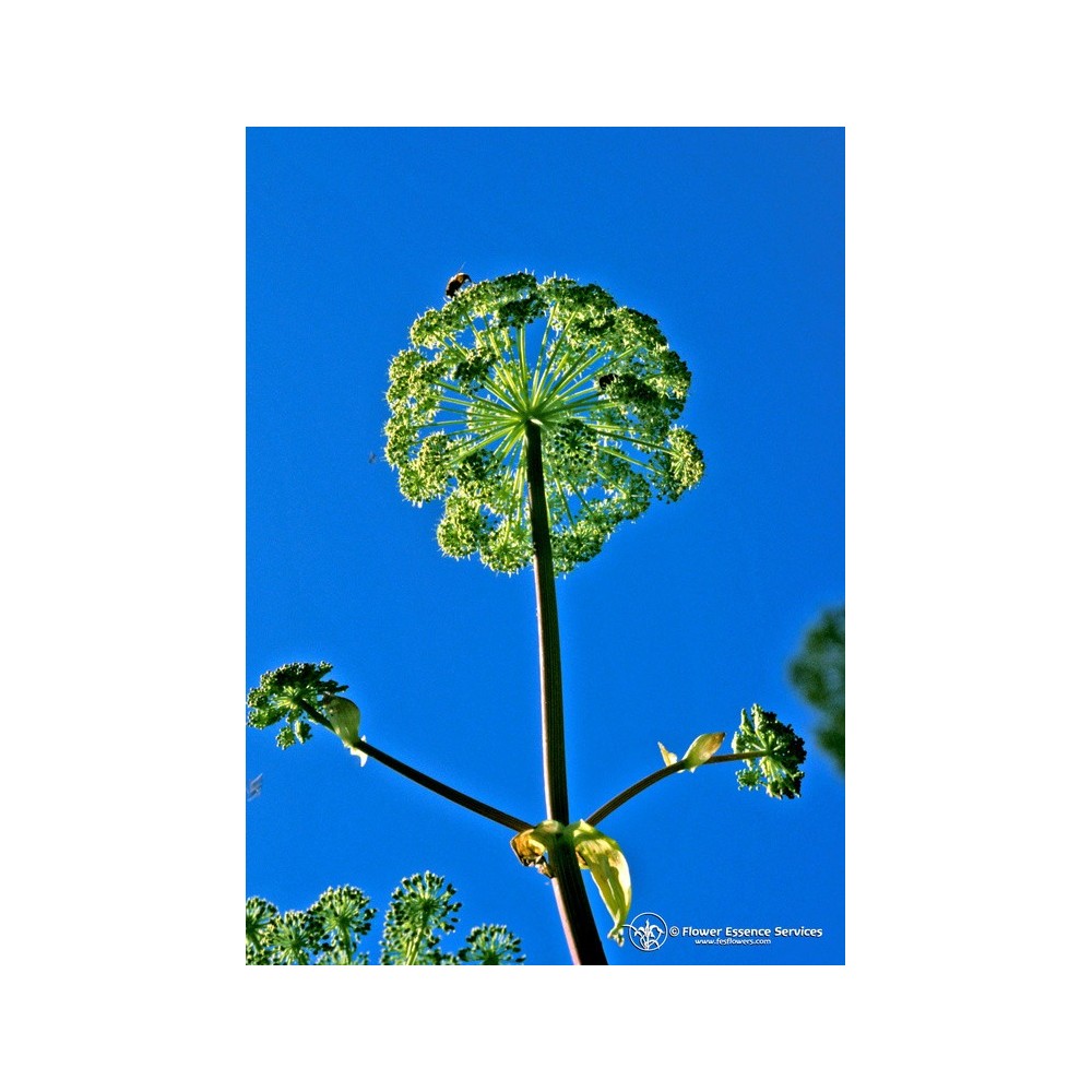 Essenza Singola Californiana FES - Angelica (Angelica archangelica) 7,4 ml