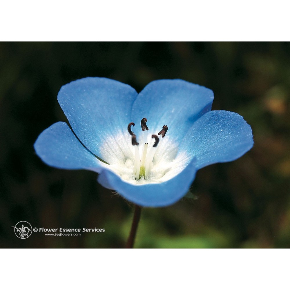 Esencia única californiana FES - Ojos azules (Nemophila menziesii) 7,4 ml