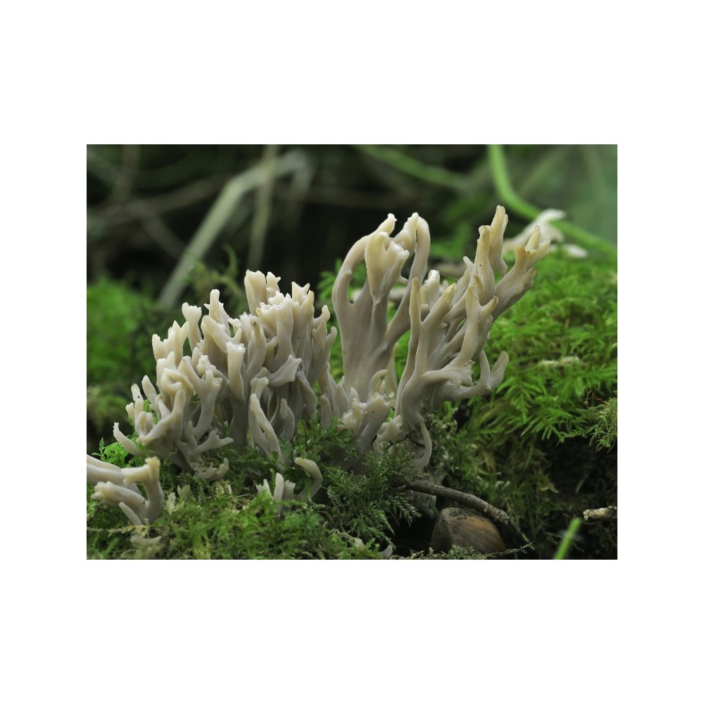 Korte mushroom essence - Gray Coral Fungus 15 ml