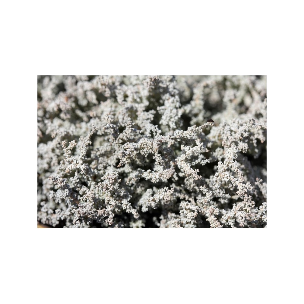 Essenza di funghi Korte - Vesuv Lichen 15 ml