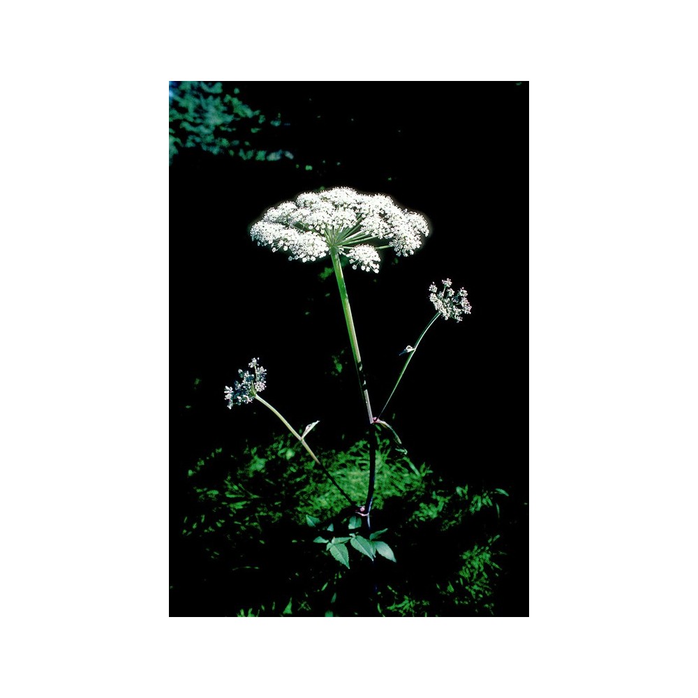 Essenza Singola dell'Alaska - Angelica (Angelica genuflexa) 7,4 ml