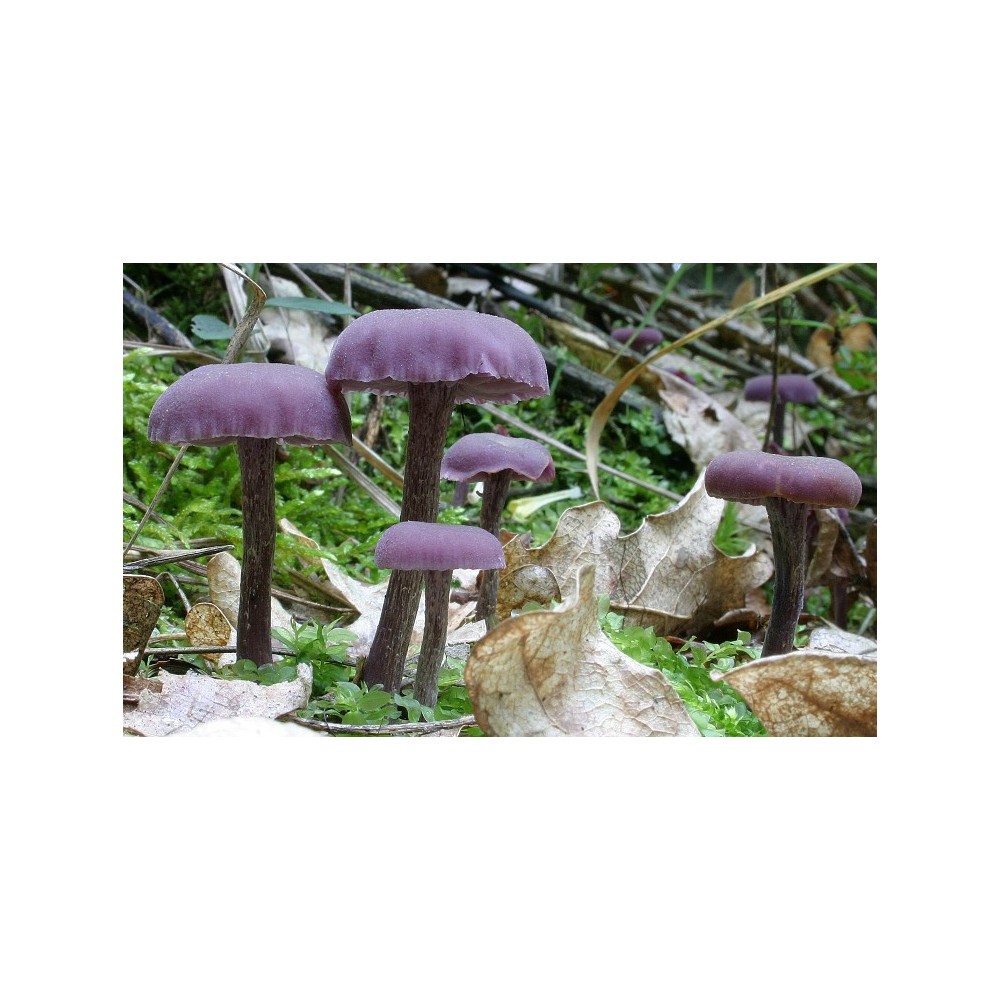 Essenza di funghi Korte - Amethyst Deceiver 15 ml