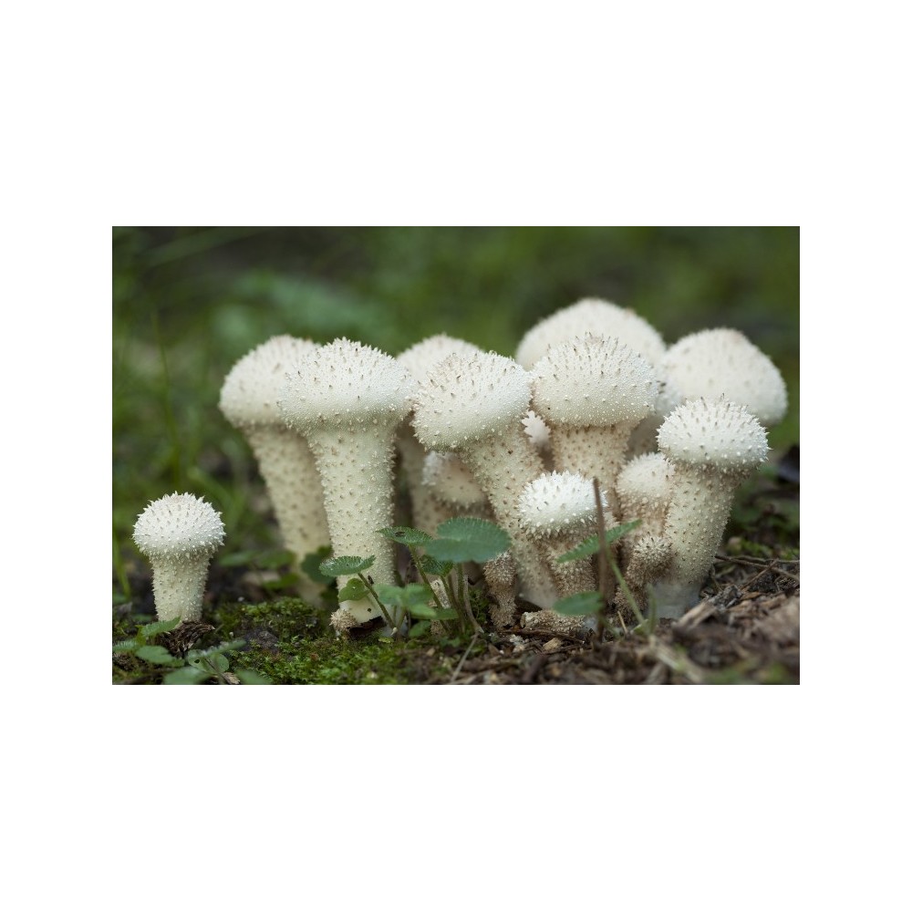 Korte Mushroom Essence - Common Puffball 15 ml